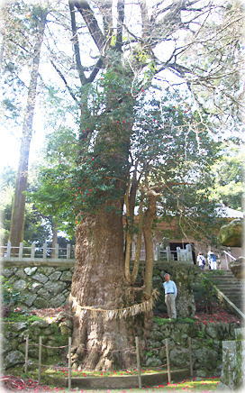 画像:雷山神社の公孫樹(幹と並ぶ)