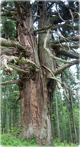 画像：猿羽根楯跡の親杉