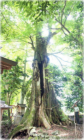 画像:御霊神社のムクノキ(幹と並ぶ)