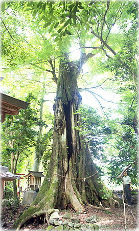 画像：御霊神社のムクノキ（幹と並ぶ）