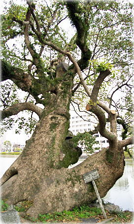 画像:佐賀県庁前のクスノキ