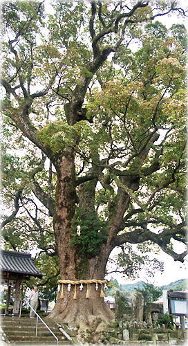 画像:東漸寺の大クス(幹と並ぶ)