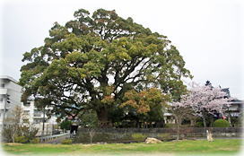 画像:東漸寺の大クス(全景)