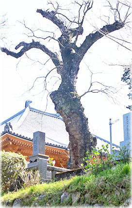 画像:誓願寺のムクロジ