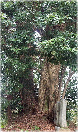 画像:清林寺のタブノキ