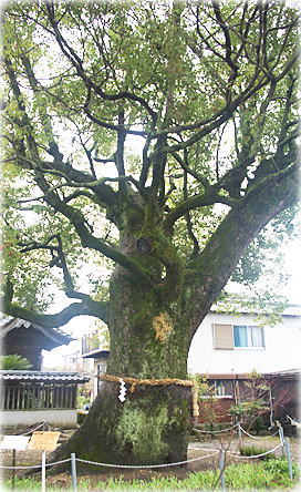 画像:志賀神社のクスノキ