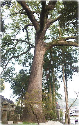 画像:鹿山神社のクスノキ(幹と並ぶ)