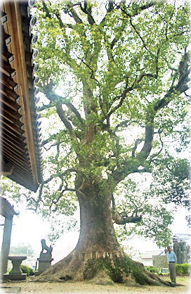 画像:六所神社の大樟(1号木)(幹と並ぶ)