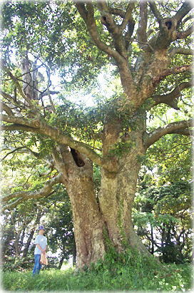 画像:島並のタブノキ(幹と並ぶ)