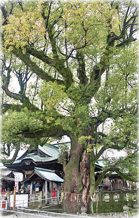 画像:下庄八幡神社のクスノキ