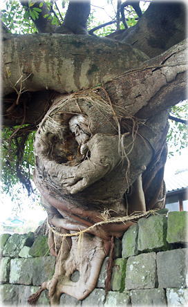 画像:獅子のアコウ