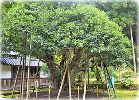 画像:種月寺の銀木犀(全景)