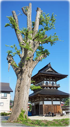 画像:巣林寺のイチョウ(全景)