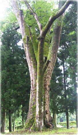 画像：田川神社欅の木