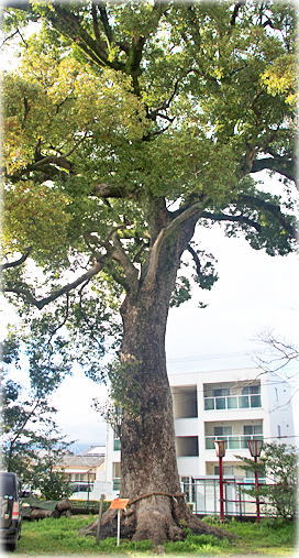 画像:高木八幡宮のクスノキ