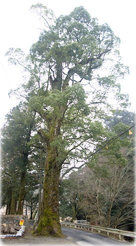 画像:高木神社のクスノキ(全景)