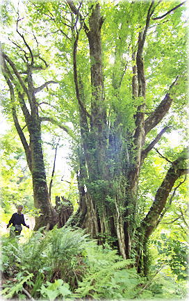 画像:高坂の大カツラ(幹と並ぶ)