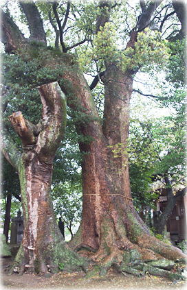 画像:高田天神社のクスノキ