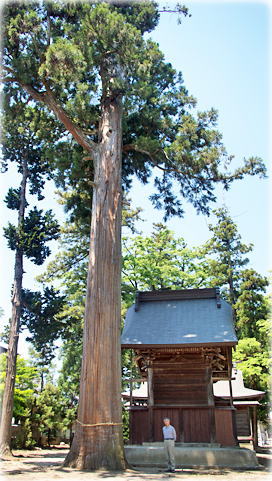 画像:高屋熊野神社の大スギ(幹と並ぶ)