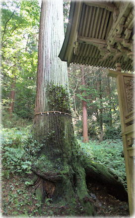 画像:田高春日神社のスギ