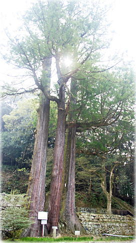 画像:若宮八幡宮の三本杉