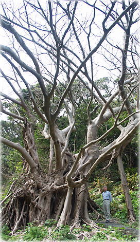 画像:五島玉之浦のアコウ(幹と並ぶ)