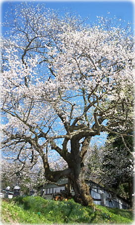 画像：立屋の桜