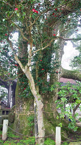 画像:天八幡神社の大樟