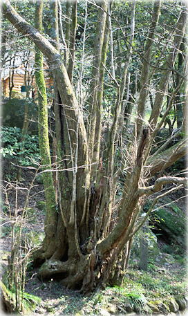 画像:富川のカツラ