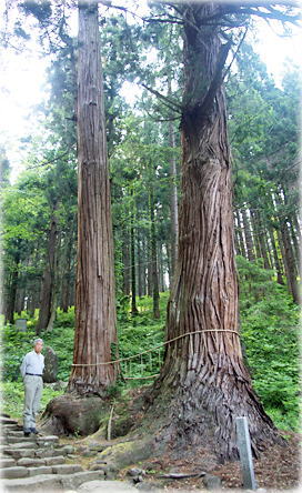 画像:鳥越八幡神社の夫婦スギ(幹と並ぶ)