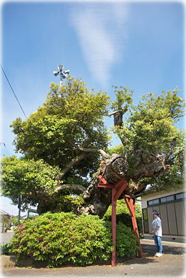 画像:津賀公民館のスダジイ(幹と並ぶ)