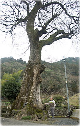 画像:鶴ヶ丘神社のムクノキ(幹と並ぶ)