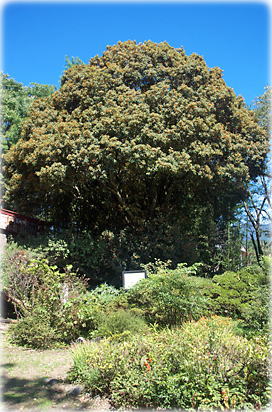 画像:祖母島のキンモクセイ(全景)