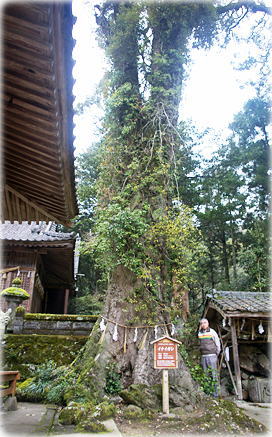 画像:梅ヶ谷神社のイチイガシ(幹と並ぶ)
