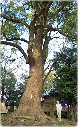 画像:温泉神社のクスノキ(幹と並ぶ)