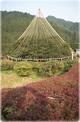 画像:嬉野の大チャノキ(全景)