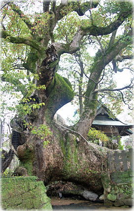 画像:牛島神社の楠_1