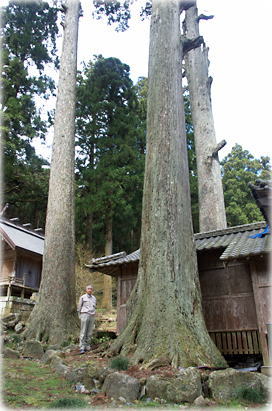 画像:烏兎神社のスギ(幹と並ぶ)