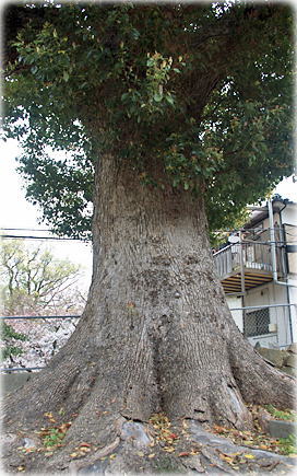 画像:若杉稲荷神社のクスノキ