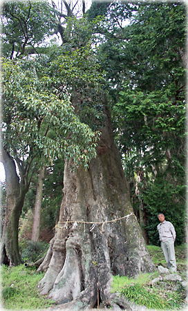 画像:矢保佐神社のムクノキ(幹と並ぶ)