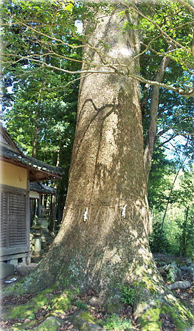 画像:八幡宮社のクスノキ