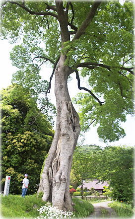 画像:山根池のムクノキ(幹と並ぶ)
