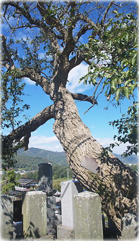 画像:柳沢のマユミ