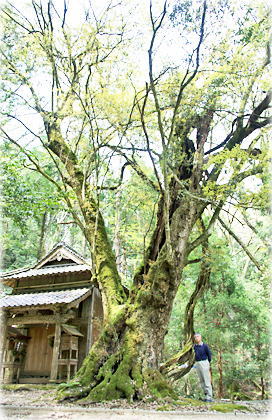 画像：八坂神社のシラカシ（幹と並ぶ）