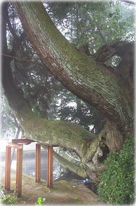 画像:横野のスギ