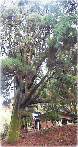 画像:吉原大神宮神木