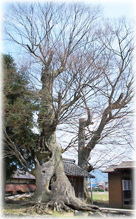 画像:余部八幡宮社のケヤキ
