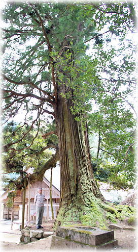 �摜�F�H���R��ΐ_�Ђ̃X�M�i���ƕ��ԁj