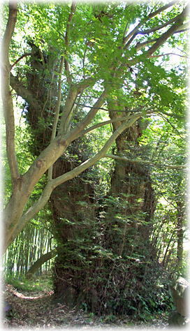 画像:大徳寺のカヤ 画像:大徳寺のカヤ