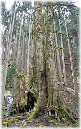 画像:道谷馬頭観音のカツラ(幹と並ぶ)